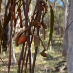 Amyema pendula subsp. pendula at Mundoonen Nature Reserve - 17 Jun 2024