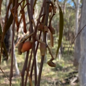 Amyema pendula subsp. pendula at Mundoonen Nature Reserve - 17 Jun 2024