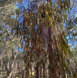 Amyema pendula subsp. pendula at Mundoonen Nature Reserve - 17 Jun 2024