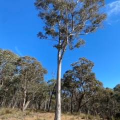 Eucalyptus rossii (Inland Scribbly Gum) at Mundoonen Nature Reserve - 17 Jun 2024 by Tapirlord