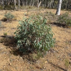 Eucalyptus rossii at Mundoonen Nature Reserve - 17 Jun 2024