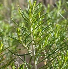 Cassinia hewsoniae (Sticky Cassinia) at Mundoonen Nature Reserve - 17 Jun 2024 by Tapirlord