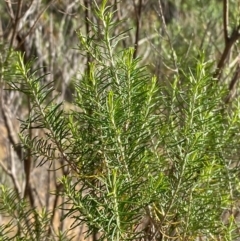 Cassinia hewsoniae at Mundoonen Nature Reserve - 17 Jun 2024