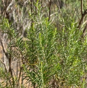 Cassinia hewsoniae at Mundoonen Nature Reserve - 17 Jun 2024