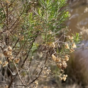 Cassinia hewsoniae at Mundoonen Nature Reserve - 17 Jun 2024