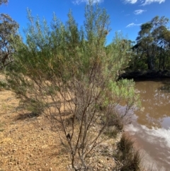 Cassinia hewsoniae at Mundoonen Nature Reserve - 17 Jun 2024