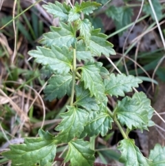 Veronica plebeia (Trailing Speedwell, Creeping Speedwell) at Bango Nature Reserve - 17 Jun 2024 by Tapirlord