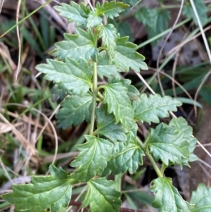 Veronica plebeia at Bango Nature Reserve - 17 Jun 2024