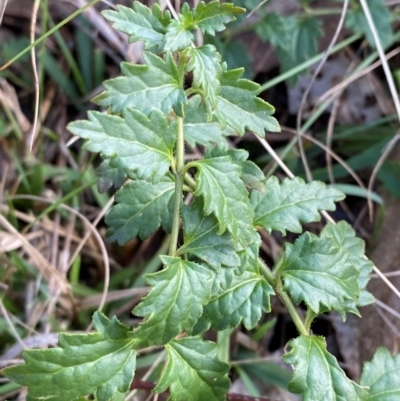 Veronica plebeia (Trailing Speedwell, Creeping Speedwell) at Bango Nature Reserve - 17 Jun 2024 by Tapirlord