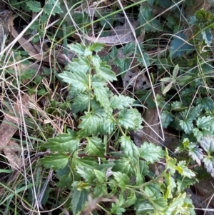 Veronica plebeia at Bango Nature Reserve - 17 Jun 2024