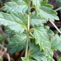 Veronica plebeia at Bango Nature Reserve - 17 Jun 2024