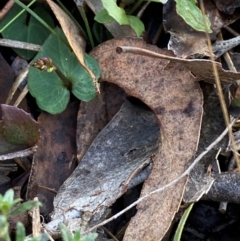 Acianthus collinus at Bango Nature Reserve - 17 Jun 2024