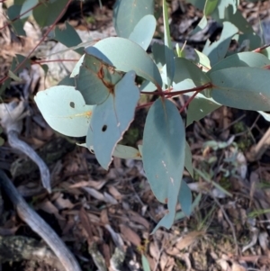 Eucalyptus dives at Bango Nature Reserve - 17 Jun 2024