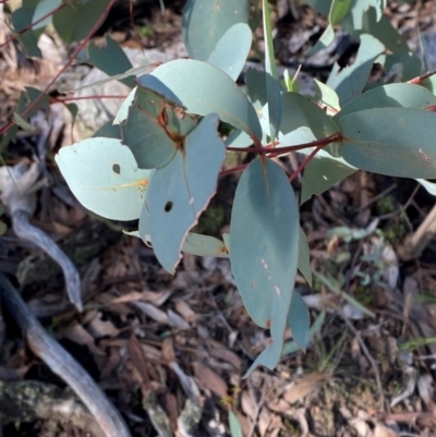 Eucalyptus dives (Broad-leaved Peppermint) at Bango Nature Reserve - 17 Jun 2024 by Tapirlord