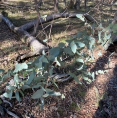 Eucalyptus dives at Bango Nature Reserve - 17 Jun 2024