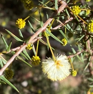 Acacia ulicifolia at Bango Nature Reserve - 17 Jun 2024