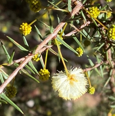 Acacia ulicifolia (Prickly Moses) at Bango Nature Reserve - 17 Jun 2024 by Tapirlord