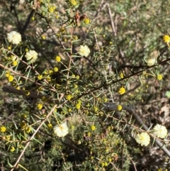 Acacia ulicifolia at Bango Nature Reserve - 17 Jun 2024