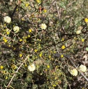 Acacia ulicifolia at Bango Nature Reserve - 17 Jun 2024