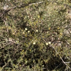 Acacia ulicifolia at Bango Nature Reserve - 17 Jun 2024