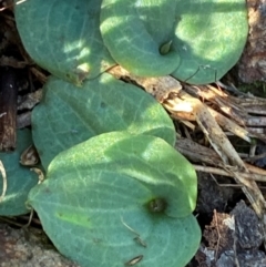 Cyrtostylis reniformis (Common Gnat Orchid) at Bango Nature Reserve - 17 Jun 2024 by Tapirlord