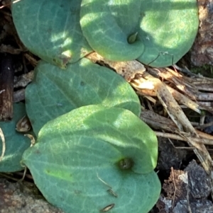 Cyrtostylis reniformis at suppressed - 17 Jun 2024