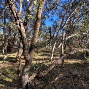 Eucalyptus goniocalyx subsp. goniocalyx at Bango Nature Reserve - 17 Jun 2024 10:03 AM