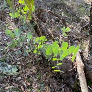 Eucalyptus goniocalyx subsp. goniocalyx at Bango Nature Reserve - 17 Jun 2024