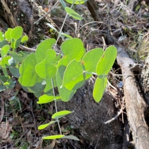 Eucalyptus goniocalyx subsp. goniocalyx at Bango Nature Reserve - 17 Jun 2024