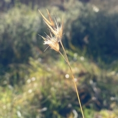 Rytidosperma laeve (Bare-backed Wallaby Grass) at Bango Nature Reserve - 17 Jun 2024 by Tapirlord