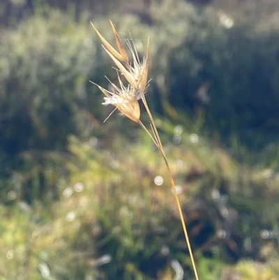 Rytidosperma laeve (Bare-backed Wallaby Grass) at Bango Nature Reserve - 16 Jun 2024 by Tapirlord