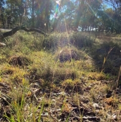 Rytidosperma laeve at Bango Nature Reserve - 17 Jun 2024