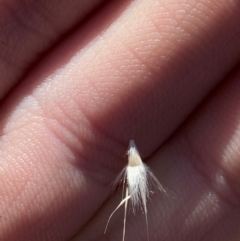 Rytidosperma laeve at Bango Nature Reserve - 17 Jun 2024 09:51 AM