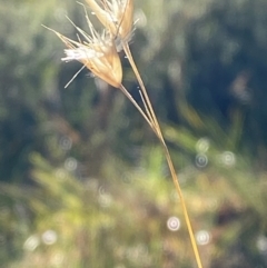 Rytidosperma laeve at Bango Nature Reserve - 17 Jun 2024