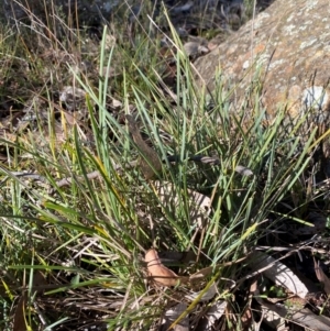 Lomandra filiformis subsp. coriacea at Bango Nature Reserve - 17 Jun 2024