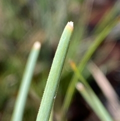 Lomandra filiformis subsp. coriacea at Bango Nature Reserve - 17 Jun 2024 09:45 AM