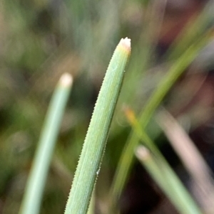 Lomandra filiformis subsp. coriacea at Bango Nature Reserve - 17 Jun 2024