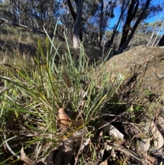 Lomandra filiformis subsp. coriacea at Bango Nature Reserve - 17 Jun 2024