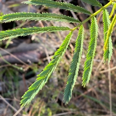 Acacia deanei subsp. deanei (Deane's Wattle) at Bango Nature Reserve - 16 Jun 2024 by Tapirlord