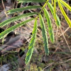 Acacia deanei subsp. deanei at Bango Nature Reserve - 17 Jun 2024