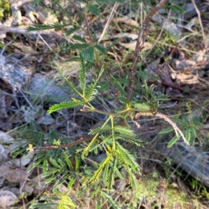 Acacia deanei subsp. deanei at Bango Nature Reserve - 17 Jun 2024