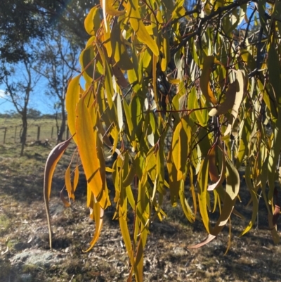 Amyema miquelii (Box Mistletoe) at Bango, NSW - 17 Jun 2024 by Tapirlord