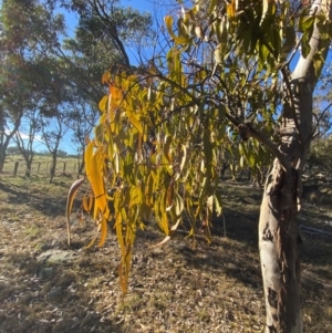 Amyema miquelii at Bango, NSW - 17 Jun 2024