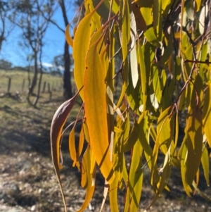 Amyema miquelii at Bango, NSW - 17 Jun 2024