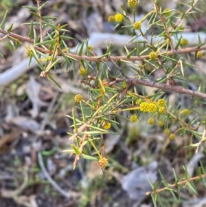 Acacia ulicifolia at Bango Nature Reserve - 17 Jun 2024