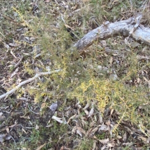 Acacia ulicifolia at Bango Nature Reserve - 17 Jun 2024