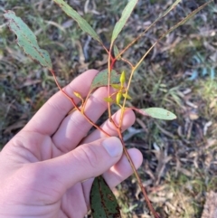 Eucalyptus blakelyi (Blakely's Red Gum) at Bango Nature Reserve - 16 Jun 2024 by Tapirlord