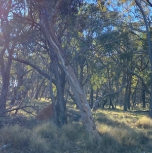 Eucalyptus blakelyi at Bango Nature Reserve - 17 Jun 2024 09:17 AM