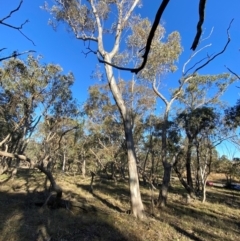 Eucalyptus blakelyi at Bango Nature Reserve - 17 Jun 2024