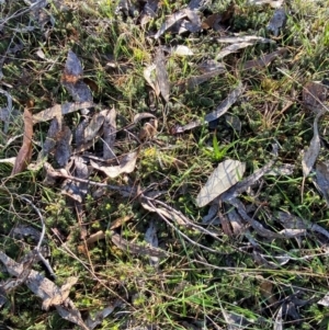 Acrotriche serrulata at Bango Nature Reserve - 17 Jun 2024